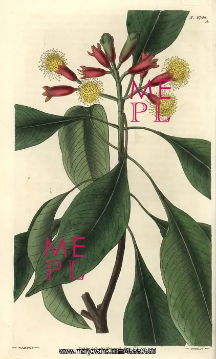 : Caryophyllus aromaticus, clove spice tree in : Caryophyllus aromaticus, clove spice tree in