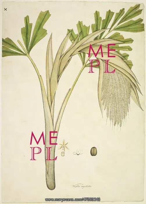 : Caryota urens, fishtail palm : Caryota urens, fishtail palm