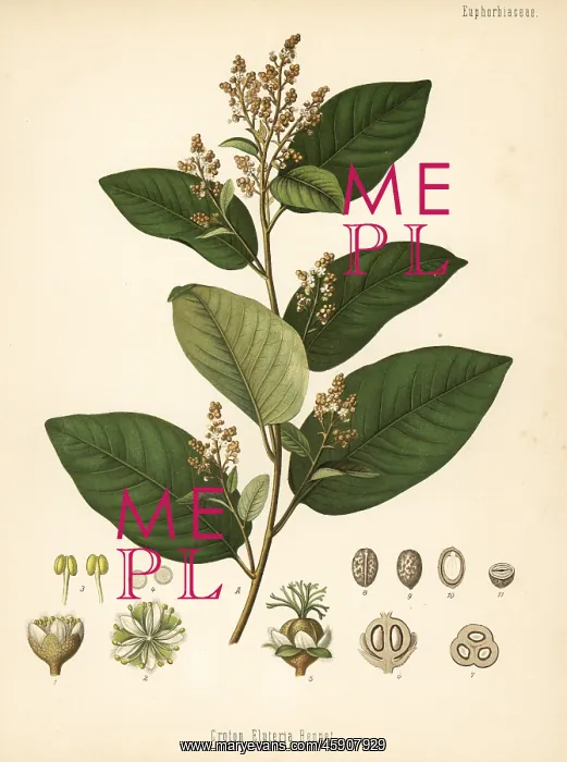 : Cascarilla, Croton eluteria : Cascarilla, Croton eluteria