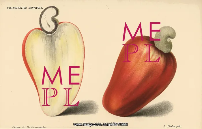 : Cashew nut, Anacardium occidentale : Cashew nut, Anacardium occidentale