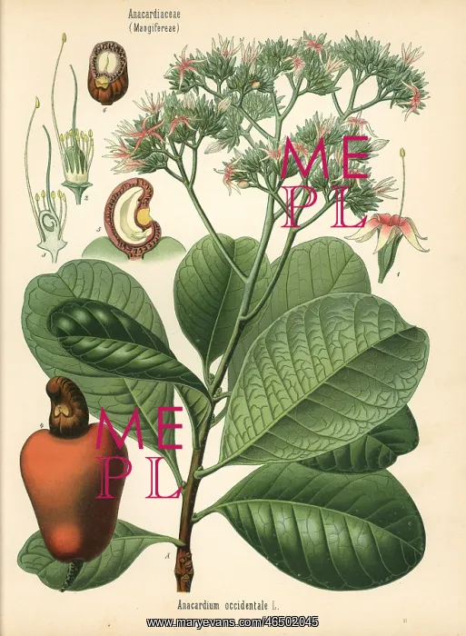 : Cashew nut tree, Anacardium occidentale : Cashew nut tree, Anacardium occidentale