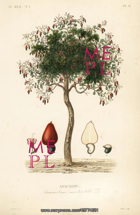 : Cashew tree or cashew nut tree, Anacardium occidentale : Cashew tree or cashew nut tree, Anacardium occidentale