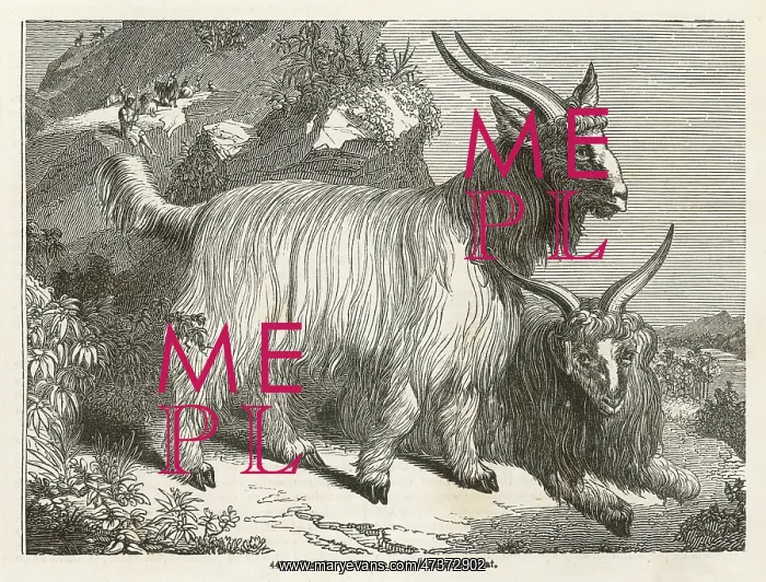 : CASHMERE GOAT : CASHMERE GOAT