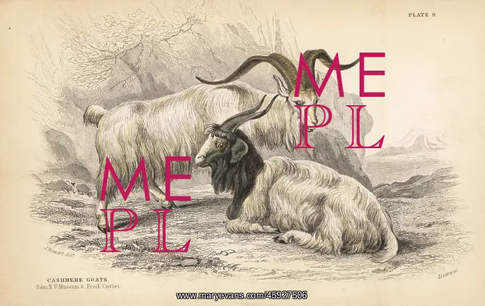 : Cashmere goat, Capra hircus lanigera : Cashmere goat, Capra hircus lanigera