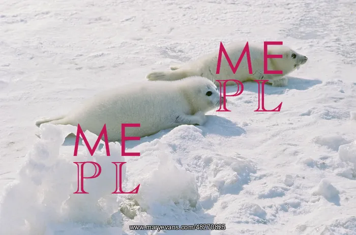 : Caspian seal, 1976 : Caspian seal, 1976
