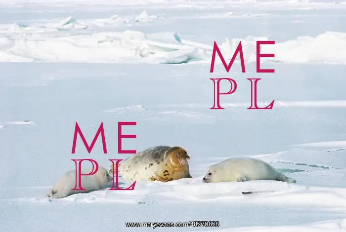 : Caspian seal, 1976 : Caspian seal, 1976