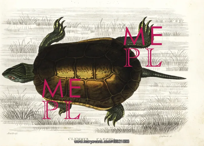 : Caspian turtle or striped-neck terrapin, Mauremys caspica : Caspian turtle or striped-neck terrapin, Mauremys caspica