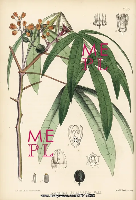 : Cassava or manioc, Manihot esculenta : Cassava or manioc, Manihot esculenta