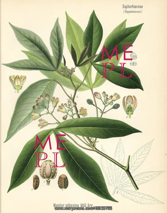 : Cassava, manioc or tapioca, Manihot esculenta : Cassava, manioc or tapioca, Manihot esculenta