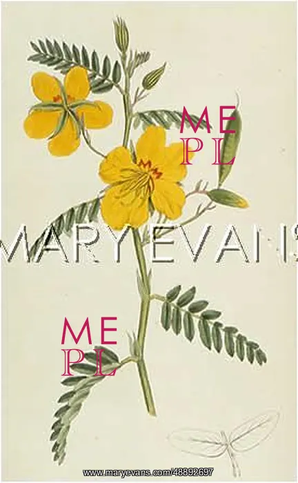  : CASSIA CHAMAECRISTA