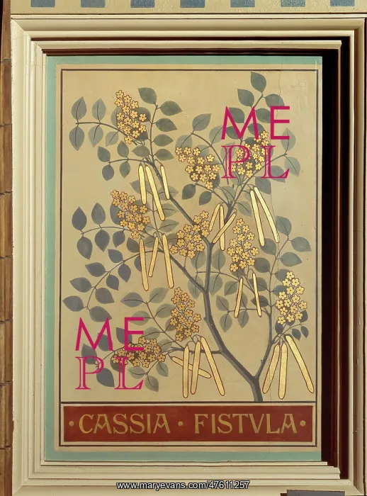 : Cassia fistula, canafitula : Cassia fistula, canafitula