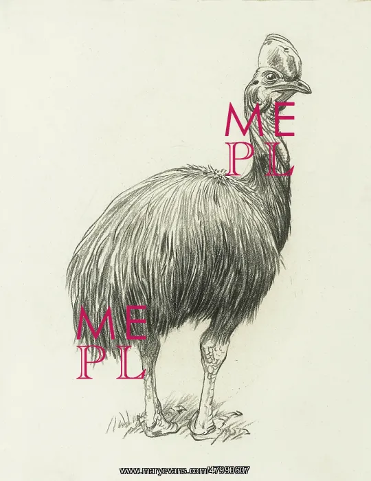  : Cassowary