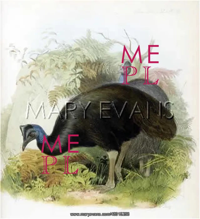 : CASSOWARY (BENNETTII) : CASSOWARY (BENNETTII)
