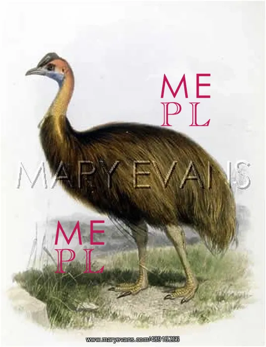  : CASSOWARY (BICARUNCULA.)