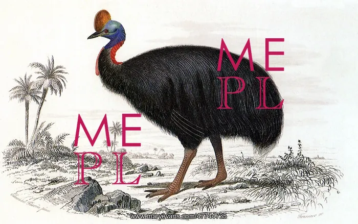 : Cassowary (Casarius galeatus)