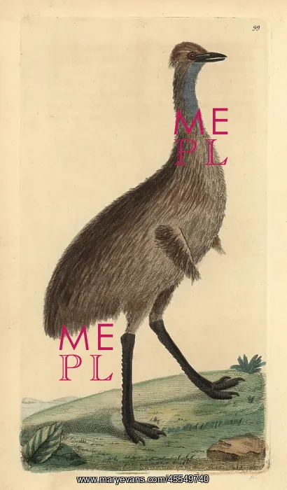: Cassowary, Casuarius australis (Emu, Dromaius : Cassowary, Casuarius australis (Emu, Dromaius