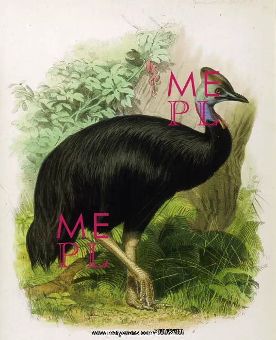 : CASSOWARY (GALEATUS) : CASSOWARY (GALEATUS)
