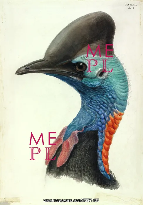 : Cassowary Head : Cassowary Head