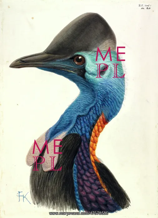 : Cassowary Head : Cassowary Head