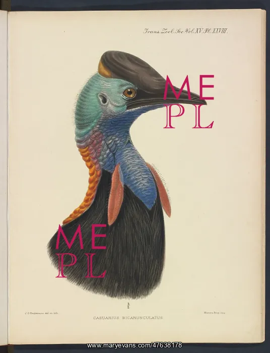 : Cassowary by JG Keulemans : Cassowary by JG Keulemans
