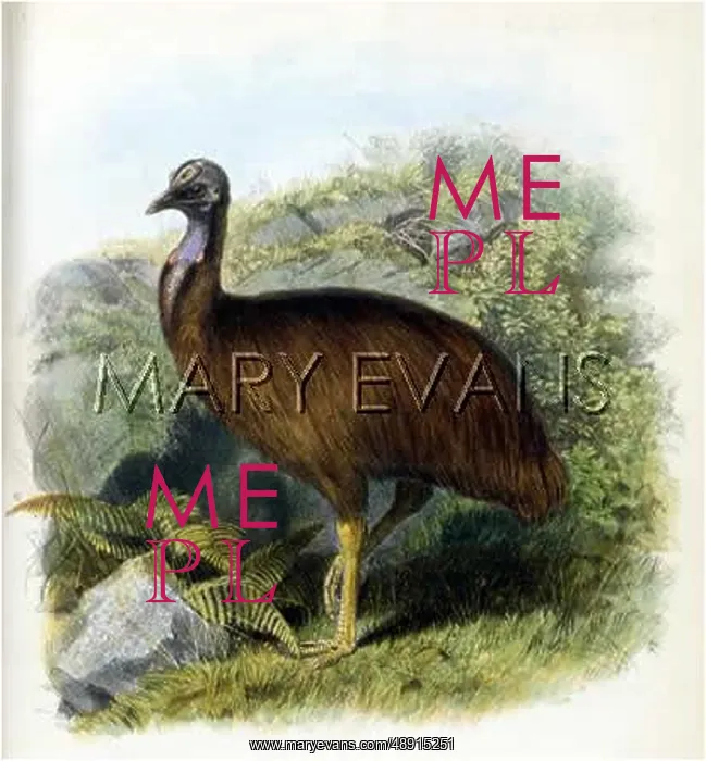 : CASSOWARY (UNPAPPENDIC.) : CASSOWARY (UNPAPPENDIC.)