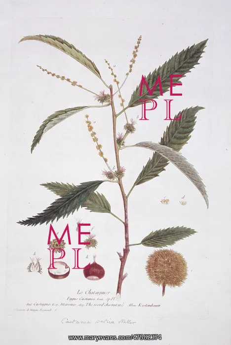: Castanea, chestnut : Castanea, chestnut