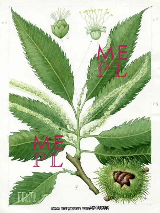 : Castanea sativa - sweet chestnut : Castanea sativa - sweet chestnut