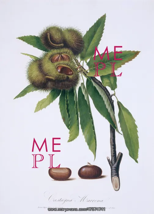 : Castanea sativa, sweet chestnut tree : Castanea sativa, sweet chestnut tree