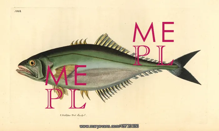 : Castin leatherjacket, Oligoplites saliens : Castin leatherjacket, Oligoplites saliens