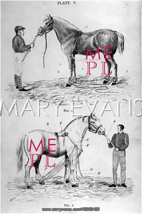 : CASTING HARNESS HORSE : CASTING HARNESS HORSE