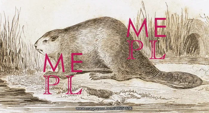  : Castor. Engraving, 1841
