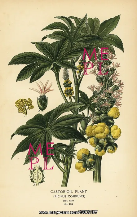 : Castor-oil plant, Ricinus communis : Castor-oil plant, Ricinus communis