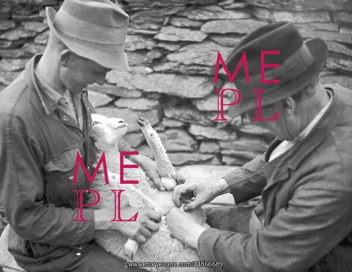 : Castrating a lamb on a Welsh farm : Castrating a lamb on a Welsh farm