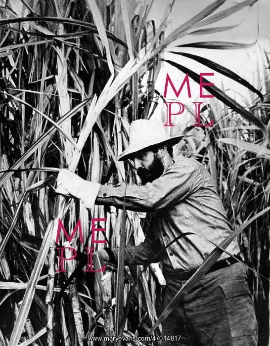 : Castro Helps With Sugar Harvest : Castro Helps With Sugar Harvest