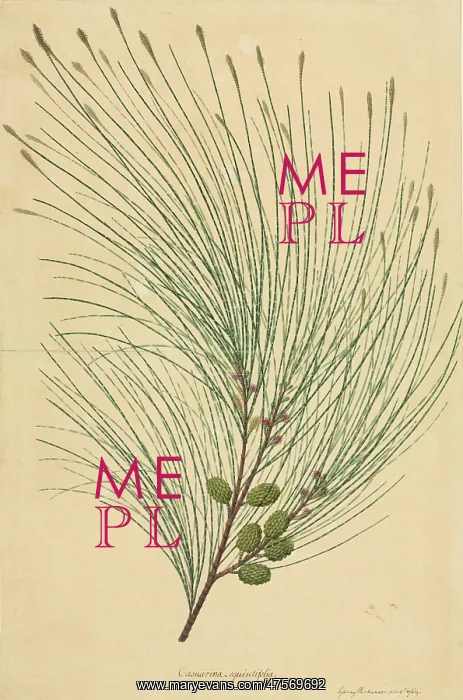 : Casuarina equisetifolia, beach sheoak : Casuarina equisetifolia, beach sheoak