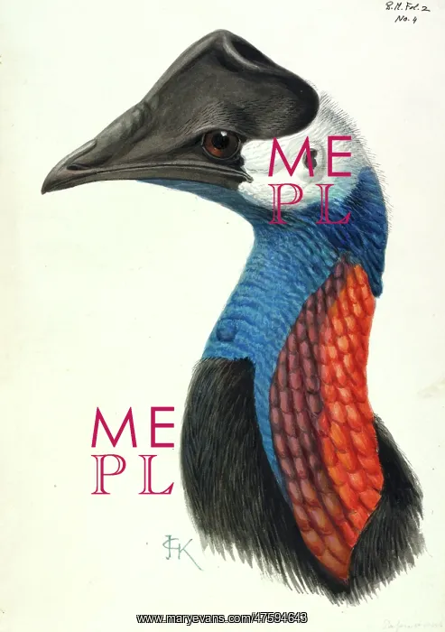  : Casuarius bennetti, dwarf cassowary