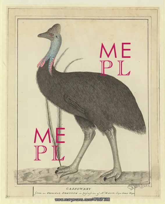 : Casuarius casuarius, southern cassowary : Casuarius casuarius, southern cassowary