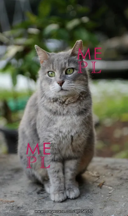  : Cat