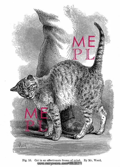 : Cat in affectionate frame of mind. From Charles : Cat in affectionate frame of mind. From Charles