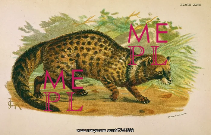  : CAT  /  AFRICAN CIVET 1860