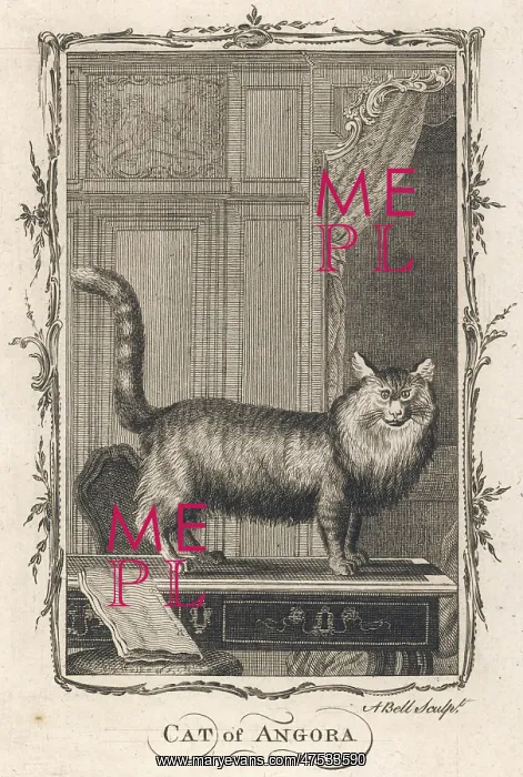 : Cat of Angora : Cat of Angora