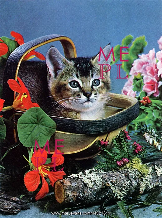  : Cat in a basket, with flowers