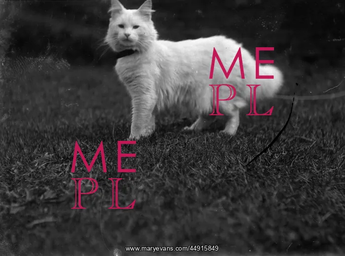 : Cat Boswell : Cat Boswell
