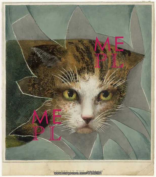 : CAT AND BROKEN WINDOW : CAT AND BROKEN WINDOW
