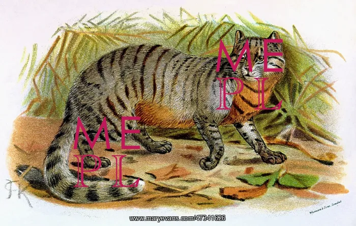  : CAT  /  CAFFRE C1860