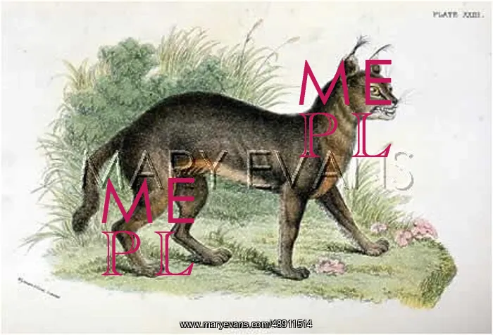  : CAT  /  CARACAL C1860