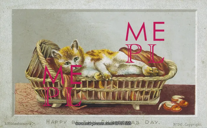 : CAT IN CAT BASKET : CAT IN CAT BASKET