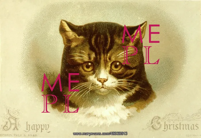  : Cat on a Christmas card