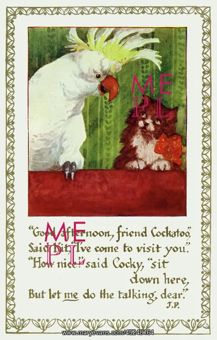 : Cat & cockatoo : Cat & cockatoo