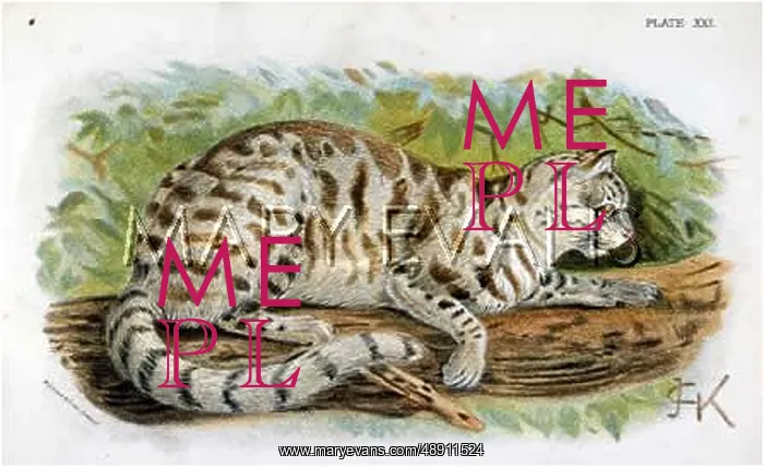  : CAT  /  COLOCOLO C1860